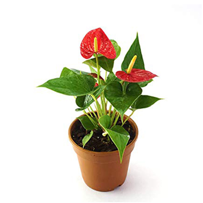 "Kaju Assorted Sweets - 1kg , Flower basket - Click here to View more details about this Product